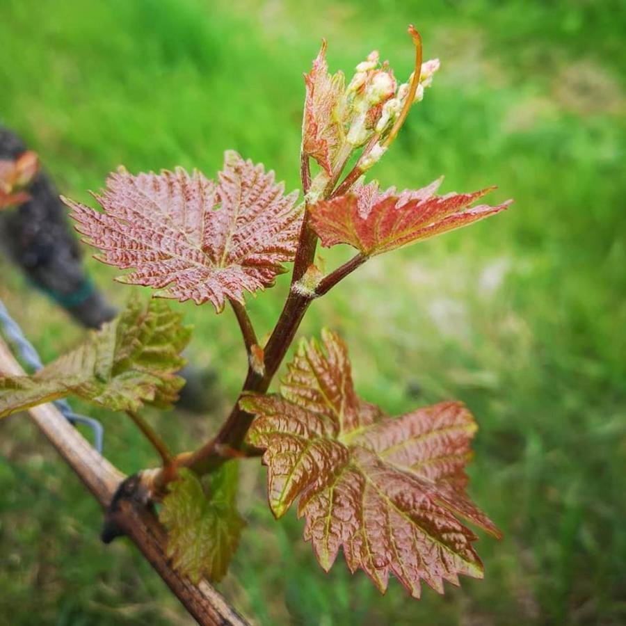 Weingut Albert, Familie Cramer Bed and Breakfast Kitzeck im Sausal Buitenkant foto