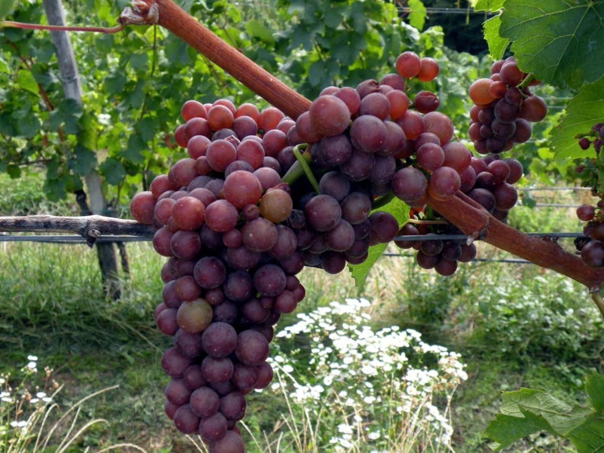 Weingut Albert, Familie Cramer Bed and Breakfast Kitzeck im Sausal Buitenkant foto